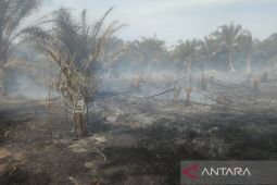 Kasus kebakaran lahan di Mukomuko meningkat drastis
