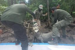 Petugas BKSDA evakuasi buaya muara tangkapan warga