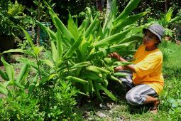 Komisi D minta Pemkot Surabaya budidaya toga untuk obat tradisional