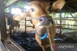 Sebanyak 500 sapi di Kabupaten Penajam telah diasuransikan
