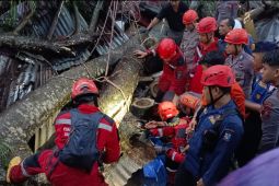 Dua korban tertimpa pohon tumbang di Makassar meninggal dunia