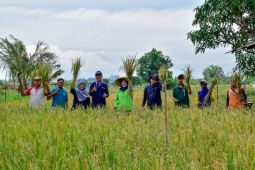 DKPP: Program ketahanan pangan di Surabaya hasilkan padi 22,4 ton