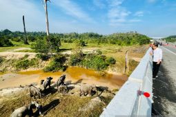 Presiden tekankan pembangunan infrastruktur perhatikan satwa liar