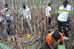 Tengkorak manusia ditemukan di ladang tebu Kepanjen di Malang