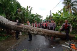 Saat hendak ke pasar, ibu ini tewas tertimpa pohon