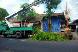 DLHK Denpasar optimalkan pemangkasan pohon perindang jalan