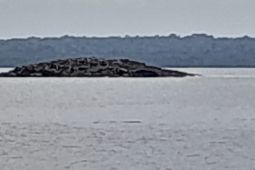 Usai gempa, sebuah pulau muncul di Kepulauan Tanimbar Maluku