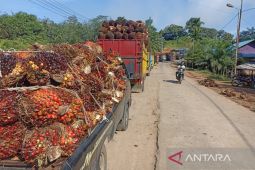 Bengkulu perketat penyaluran bantuan  program peremajaan kelapa sawit