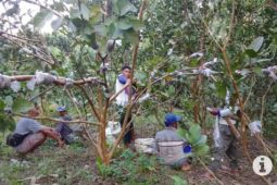 Produsen benih hortikultura di Paser penuhi kebutuhan luar daerah