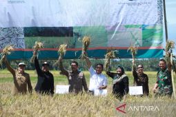 Dirjen Tanaman Pangan Kementan panen raya padi di Pandeglang