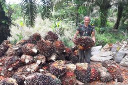 Pembatasan ekspor CPO untungkan petani sawit Kalimantan Barat