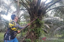 Petani Mukomuko usulkan peremajaan sawit seluas 1.000 hektare