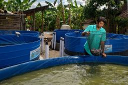 Pemkot Madiun minta warga lakukan budidaya ikan air tawar penuhi pasar