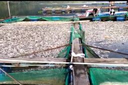 Belasan ton ikan mati di Danau Ranau Lampung Barat