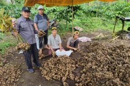 Distankan: Produksi tanaman jahe di Rejang Lebong mencapai 150 ton