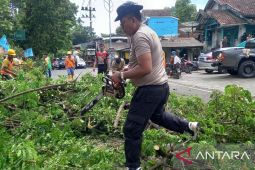 Pemangkasan pohon di jalan nasional Palabuhanratu Sukabumi cegah pohon tumbang