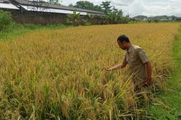 Lebak butuh lahan 70 hektare untuk pembenihan padi varietas unggul