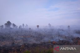 Kebakaran lahan gambut di Natuna makin meluas hingga ratusan hektar