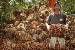 Harga TBS kelapa sawit Kaltim naik menjadi Rp2.389,07 per kg