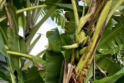 Pisang tumbuh dari dalam batang, Pakar Ubaya sebut proses alamiah