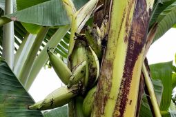 Fenomena buah pisang tumbuh dari dalam batang adalah proses alamiah