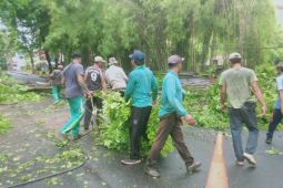 Sambut HUT ke-235, Pemkot Denpasar pangkas pohon perindang