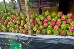 Kameluh Kelteng "sentra" buah naga