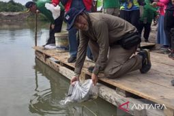 PT Timah tebar 20.000 anakan cumi di laut Babel