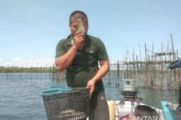 Berkah dari ikan dingkis jelang Imlek