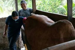 Program Desa Korporasi Sapi di Penajam  tercapai 119 persen
