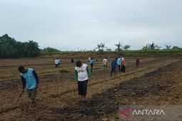 50 hektare lahan di Mukomuko terima bantuan benih jagung