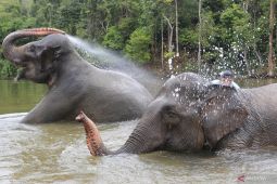 BKSDA turunkan tim atasi konflik Gajah di Aceh Jaya