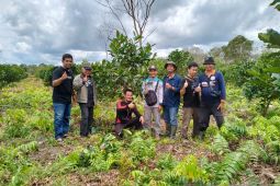 Petani Desa Samustida Teluk Keramat targetkan jadi sentra kopi di Sambas