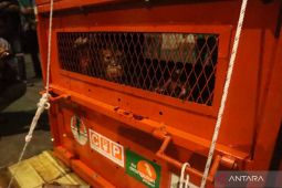 BKSDA Kaltim dan Sulut pulangkan orangutan ke Berau
