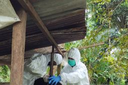 Kalbar pasok babi dari luar untuk kebutuhan 40 ribu ekor setahun