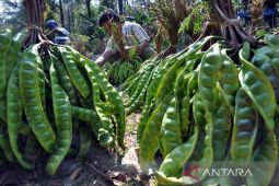 Tiga varietas lokal Aceh berhasil dilepas jadi unggulan nasional, ada kopi dan jengkol