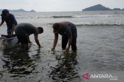 BKIPM Jambi bersama kepolisian selamatkan 6.100 benih lobster tahun 2022