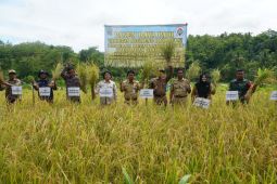 Dinas Pertanian Gunungkidul catat 42.819 ha tanaman padi masuki panen raya