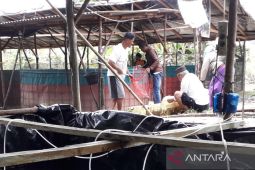 Produksi budi daya ikan air tawar Bangka Barat capai 114 ton