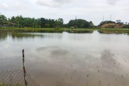 Belasan hektare sawah di Aceh Timur terendam banjir