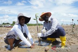 PT Timah Tbk Galakkan Penanaman Mangrove Menuju Net Zero Emission