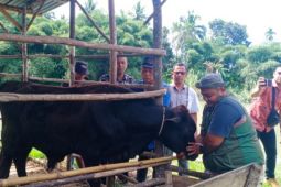 Puluhan hewan ternak di Madina divaksin antisipasi penyakit ngorok