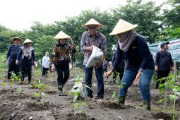 Kendalikan Inflasi, DKPP Surabaya tanam sejuta bibit cabai