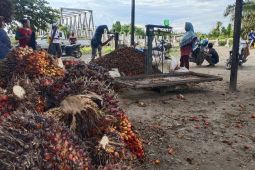 Distanpan: Luas kebun sawit rakyat di Abdya capai 20 ribu hektare