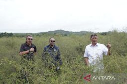MIND ID kembangkan minyak astiri jadi produk unggulan Bangka Belitung
