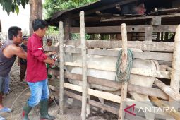 Pemkab Parigi Moutong targetkan sebanyak 10 ribu ternak sapi divaksin PMK