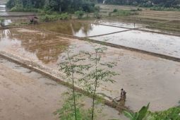 Pacu produksi, Distanpan Abdya percepat tanam padi rendengan