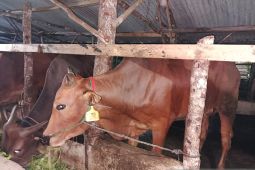 Pemkab Bangka Tengah kembangkan pakan ternak probiotik