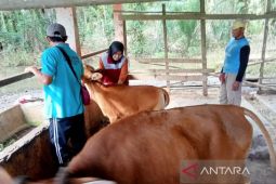 Tuntas 100 persen, Kota Bengkulu selesaikan vaksinasi PMK
