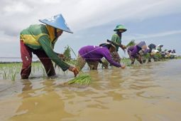 Dinas Pertanian Kabupaten Cirebon sebut tidak ada kerusakan tanaman padi saat banjir